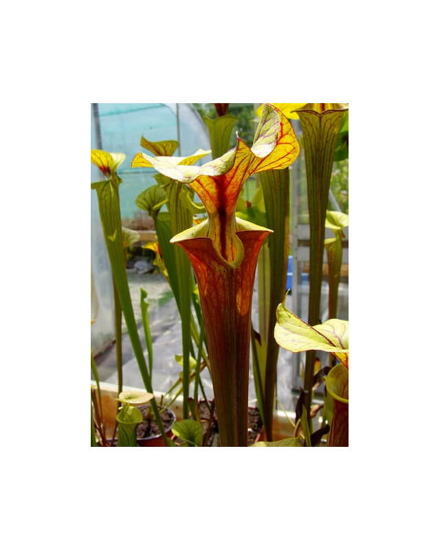Sarracenia flava var. rubricorpora -- Red form, N.Carolina,W,(AF), (F89 MK)-var. rubricorpora