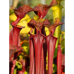 Sarracenia flava var. rubricorpora x Sarracenia flava var. atropurpurea-Miscellaneous