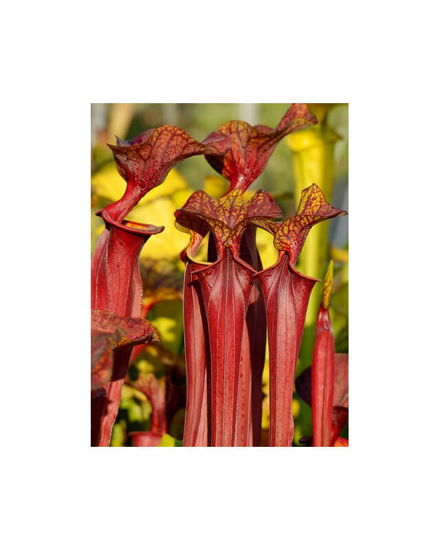 Sarracenia flava var. rubricorpora x Sarracenia flava var. atropurpurea-Miscellaneous