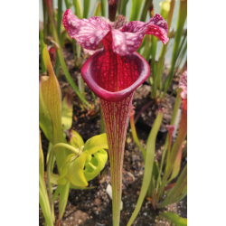 Sarracenia x Moorei -- SX112b selected from L18 MK x F88MK, clone b-Sarracenia x Moorei