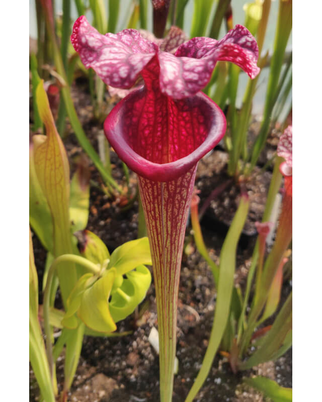 Sarracenia x Moorei -- SX112b selected from L18 MK x F88MK, clone b-Sarracenia x Moorei