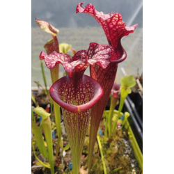 Sarracenia x Moorei -- Sx112G selected from L18 MK x F88MK, clone g-Sarracenia x Moorei