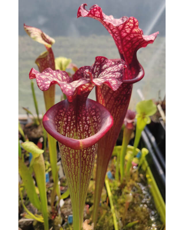Sarracenia x Moorei -- Sx112G selected from L18 MK x F88MK, clone g-Sarracenia x Moorei