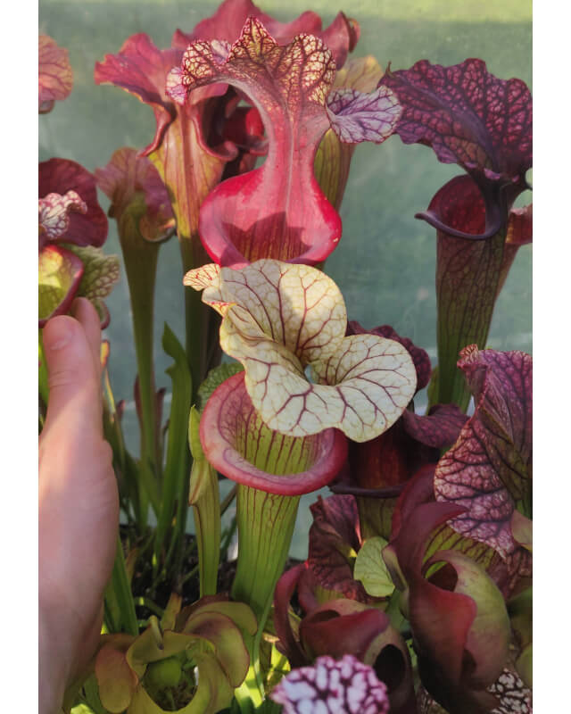S. "Carmen la Marquise" cross 'Inspiration' x adrian slack, by sarramania-Hybrides Cédric Carnivore's