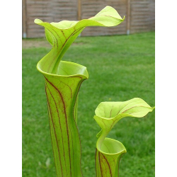 S. flava var. rubricorpora x S. flava var. maxima-Miscellaneous