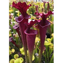 S. 'Everest'-Hybrides Cédric Carnivore's