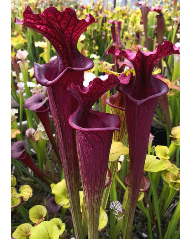 SL61 S. leucophylla -- red stripe throat x SFO10 S. flava var. ornata -- solid red throat-Hybrides Cédric Carnivore's