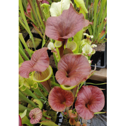 S. flava var. atropurpurea (carolinas) x cuprea- sarramania selection from Mike Wang Seeds' best clone'-Miscellaneous