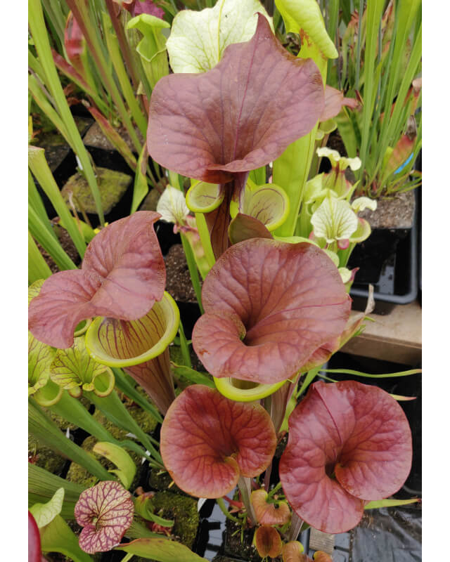 S. flava var. atropurpurea (carolinas) x cuprea- sarramania selection from Mike Wang Seeds' best clone'-Miscellaneous