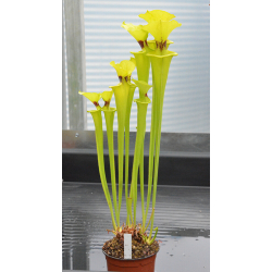 Sarracenia flava var. rugelii-var. rugelii