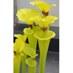 Sarracenia flava var. rugelii-var. rugelii