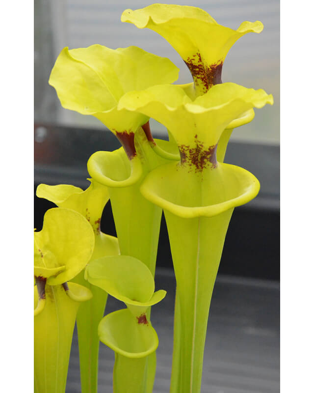 Sarracenia flava var. rugelii-var. rugelii