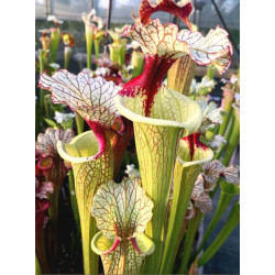 SL61 S. leucophylla -- red stripe throat x SFO10 S. flava var. ornata -- solid red throat CLD-Hybrides Cédric Carnivore's