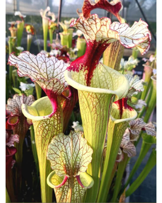 SL61 S. leucophylla -- red stripe throat x SFO10 S. flava var. ornata -- solid red throat CLD-Hybrides Cédric Carnivore's