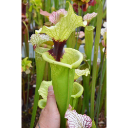 Sarracenia 'Best black sister'-Hybrides Cédric Carnivore's