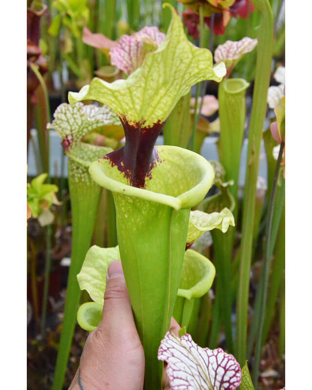 Sarracenia 'French Opale'-Hybrides Cédric Carnivore's