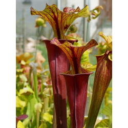 Sarracenia flava var. atropurpurea x S.flava var. rubricorpora-Miscellaneous