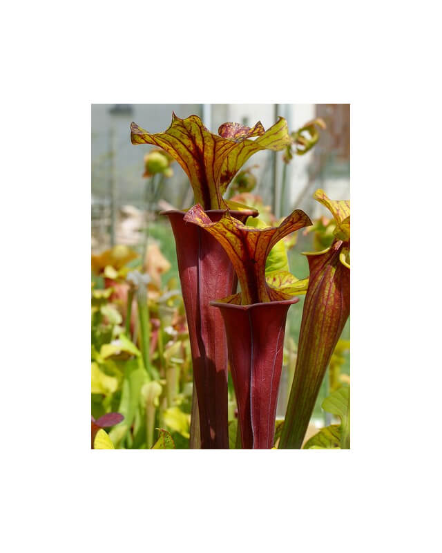 Sarracenia flava var. atropurpurea x S.flava var. rubricorpora-Miscellaneous