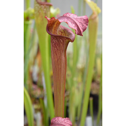 SX18 S. x excellens x SXM67 S.x Moorei -- 'Esme Cowlard' CLE-Hybrides Cédric Carnivore's