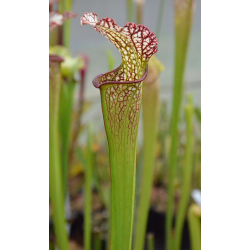 Sarracenia 'Best black sister'-Hybrides Cédric Carnivore's