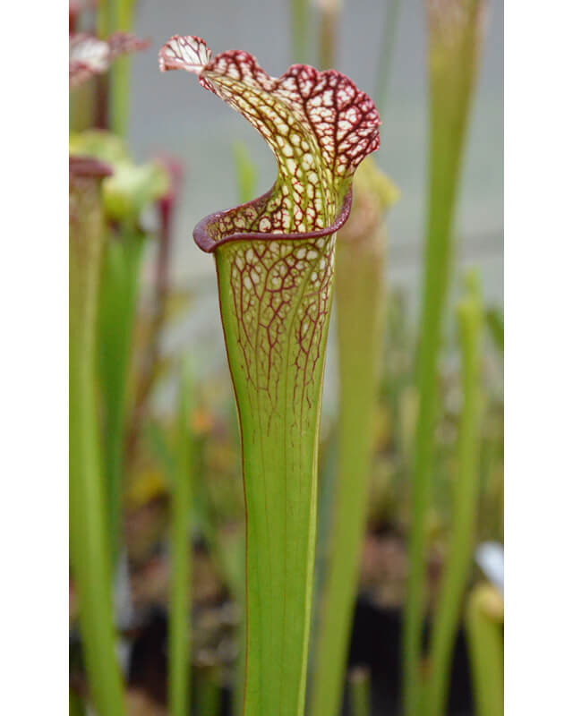 SX18 S. x excellens x SXM67 S.x Moorei -- 'Esme Cowlard' CLD-Hybrides Cédric Carnivore's
