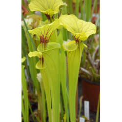 SXM73 S.x Moorei --yellow x SFX08 S. flava 'goldie'-Hybrides Cédric Carnivore's
