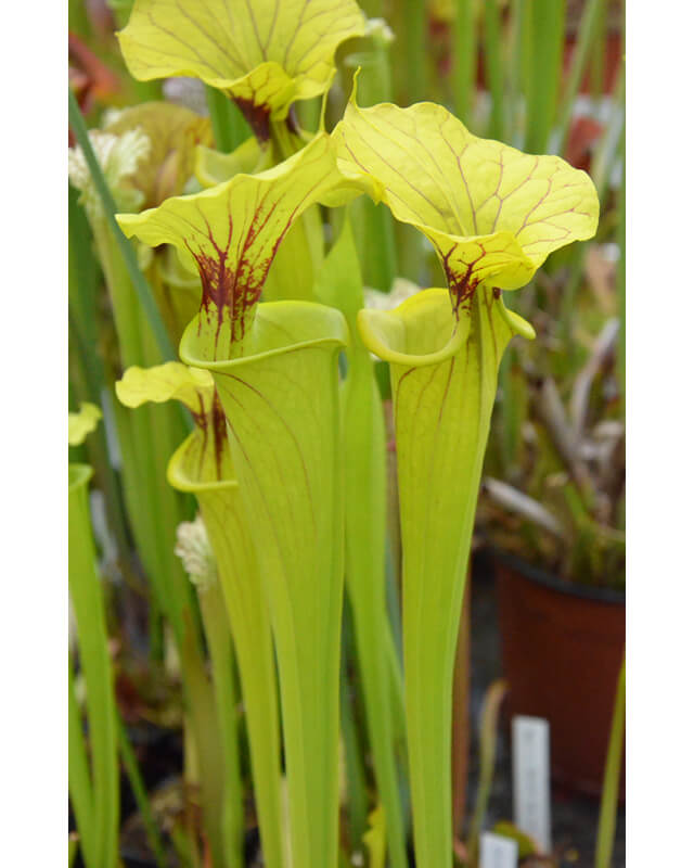 SXM73 S.x Moorei --yellow x SFX08 S. flava 'goldie'-Hybrides Cédric Carnivore's