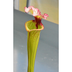 SXM03 S.x Moorei -- `Marston Select` x  SXM01 S.x Moorei -- `Leah Wilkerson’-Hybrides Cédric Carnivore's