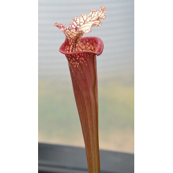 SXM01 S.x Moorei -- `Leah Wilkerson’ x SFA03 S. flava var. atropurpurea-Hybrides Cédric Carnivore's