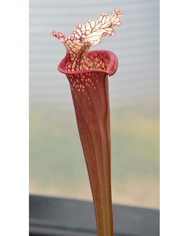 SXM01 S.x Moorei -- `Leah Wilkerson’ x SFA03 S. flava var. atropurpurea-Hybrides Cédric Carnivore's