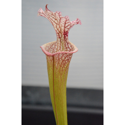 S. 'Everest'-Hybrides Cédric Carnivore's