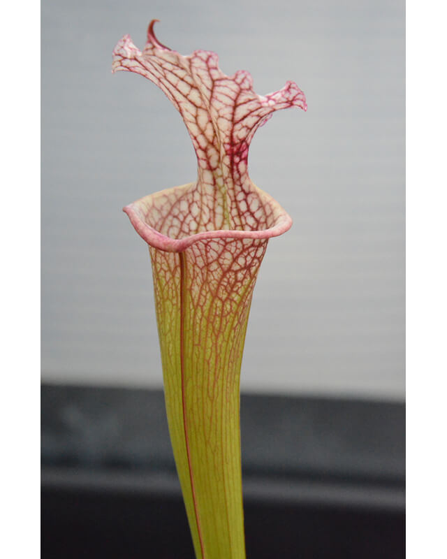 SL97 (S. leucophylla -- Franklin County A X B) x SXM31 S.x Moorei -- `Adrian Slack’ clb-Hybrides Cédric Carnivore's