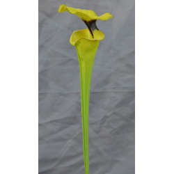Sarracenia flava var. rugelii -- Milton,FL, Pat Barnes ,W,(F36,MS) (F59 MK)-var. rugelii