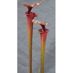 SFRB02 S. flava var. rubricorpora -- giant red tube,Apalachicola,W (f20 MK) x SL26 S. leucophylla -- red Tube,Perdido-Hybrides Cédric Carnivore's