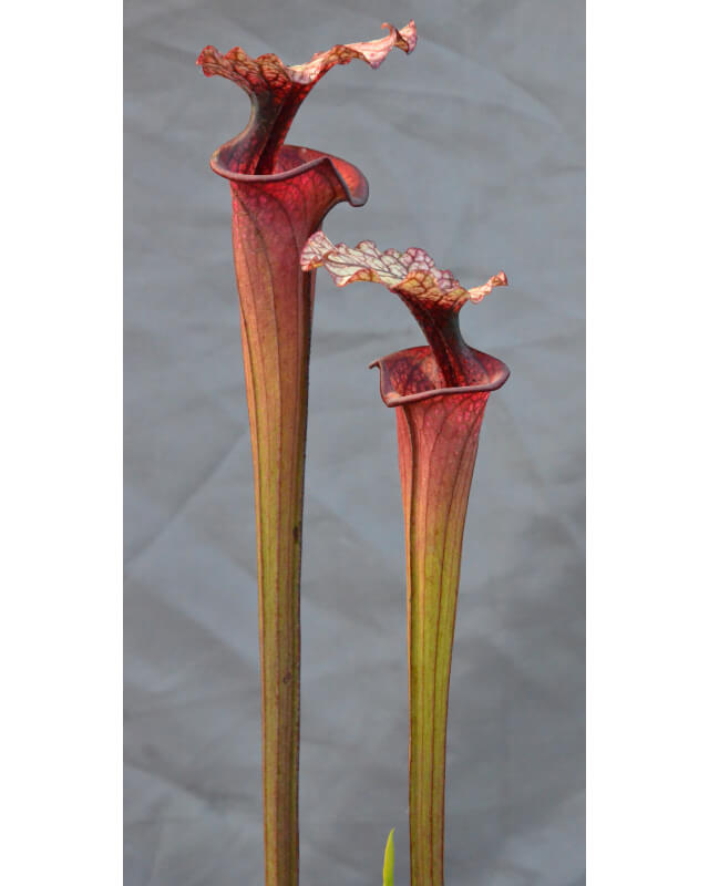 SFRB02 S. flava var. rubricorpora -- giant red tube,Apalachicola,W (f20 MK) x SL26 S. leucophylla -- red Tube,Perdido-Hybrides Cédric Carnivore's