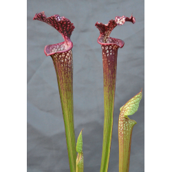 Sarracenia x Moorei -- 'Helen Mary' x SL26 S. leucophylla -- red Tube,Perdido, AL-Hybrides Cédric Carnivore's