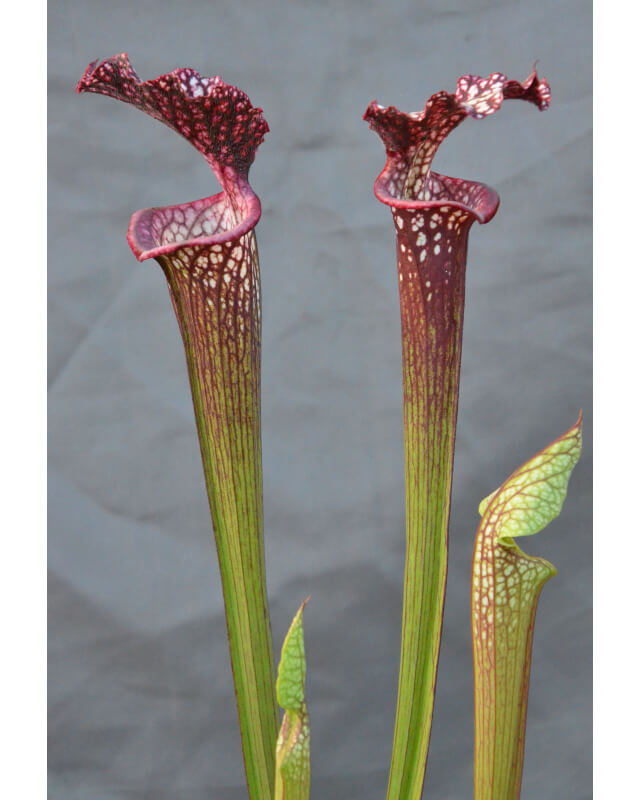 Sarracenia x Moorei -- 'Helen Mary' x SL26 S. leucophylla -- red Tube,Perdido, AL-Hybrides Cédric Carnivore's