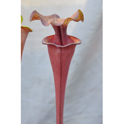 SL27 S. leucophylla -- pouty Lip x SXM75 S.“Praetorian Guard”-Hybrides Cédric Carnivore's