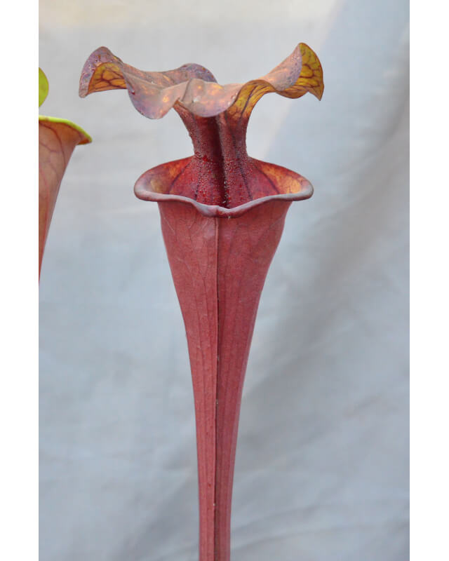 SO07 S. oreophila -- Sand Mountain,W,(O13,JA)(O7,MK) X SFRB12 S. flava var. rubricorpora -- orange clone-Hybrides Cédric Carnivore's