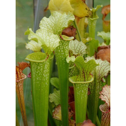 S.x Moorei -- `Marston Select` (H8,Mike king)-Sarracenia x Moorei