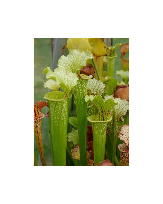 S.x Moorei -- `Marston Select` (H8,Mike king)-Sarracenia x Moorei