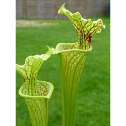 S.x Moorei -- H35 moorei (andy)-Sarracenia x Moorei