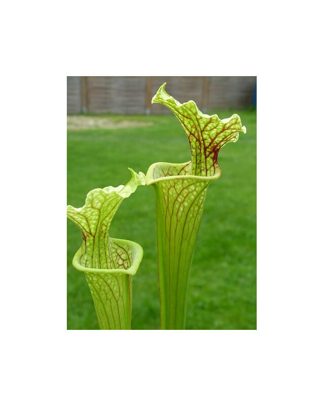 S.x Moorei -- H35 moorei (andy)-Sarracenia x Moorei