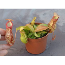 Nepenthes 'Gaya'-Nepenthes intermédiaire