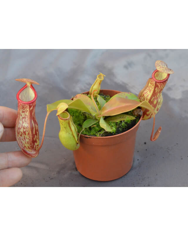 Nepenthes 'Gaya'-Nepenthes intermédiaire