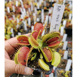 Dionaea 'ghost'-Dionaea