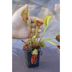D. muscipula 'la grosse à guigui'-Dionaea