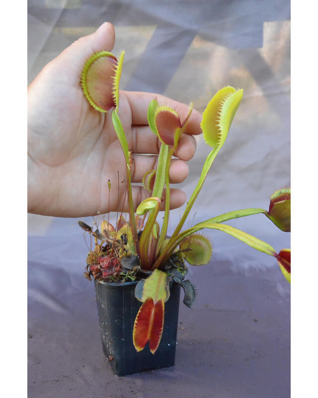 D. muscipula 'la grosse à guigui'-Dionaea