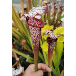 Sarracenia leucophylla -- large pink lipped,Apalachicola x SX102 S.x areolata giant﻿ CL3-Hybrides Cédric Carnivore's