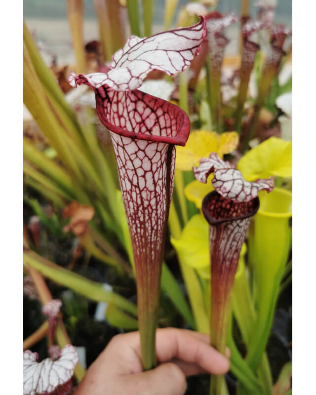 Sarracenia leucophylla -- large pink lipped,Apalachicola x SX102 S.x areolata giant﻿ CL3-Hybrides Cédric Carnivore's